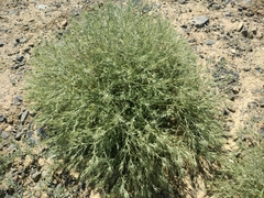 Ceratocarpus arenarius