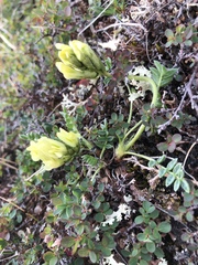 Oxytropis maydelliana