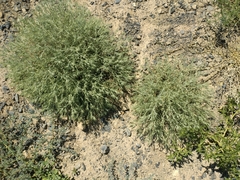 Ceratocarpus arenarius