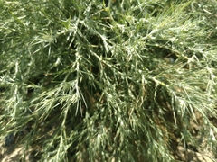 Ceratocarpus arenarius