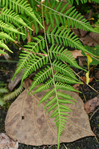 Image of Macrothelypteris viridifrons by (c) WATANABE Hitoshi 渡辺仁, some rights reserved (CC BY)