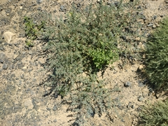 Salsola foliosa