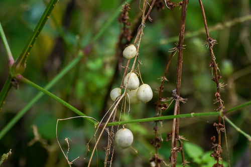 Zehneria japonica