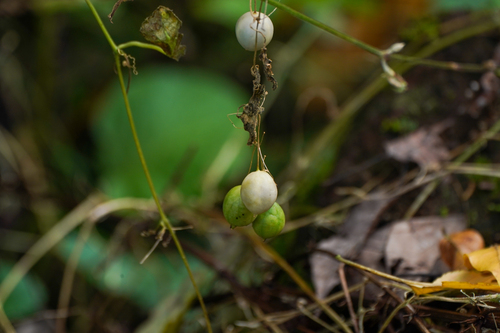 Zehneria japonica, photograph 1