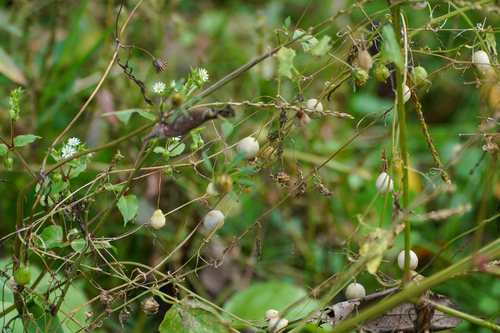 Zehneria japonica, photograph 2