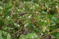 Zehneria japonica, photograph WATANABE Hitoshi 渡辺仁, CC BY, iNaturalist via GBIF