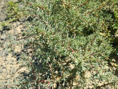 Salsola foliosa