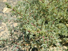 Salsola foliosa