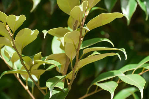 Image of Castanopsis sieboldii by (c) WATANABE Hitoshi 渡辺仁, some rights reserved (CC BY)