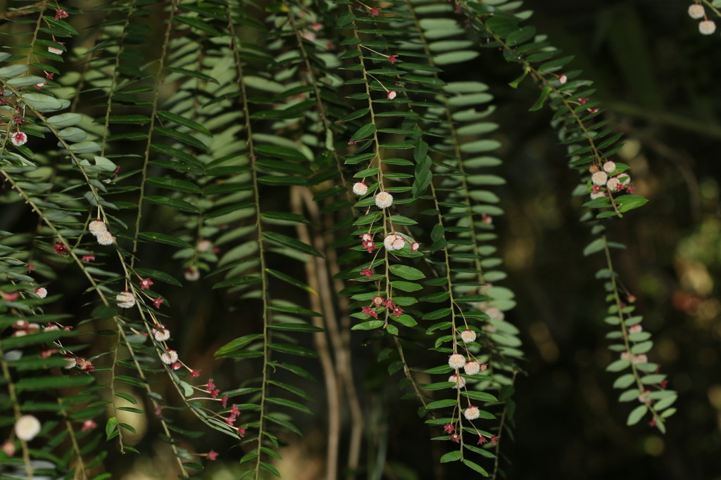 Phyllanthus pulchroides (Phyllanthus pulchroides)