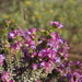 Wedge-leaf Desert Fuchsia - Photo (c) Thibaud Aronson, some rights reserved (CC BY-SA), uploaded by Thibaud Aronson