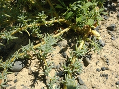 Salsola foliosa