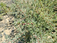 Salsola foliosa