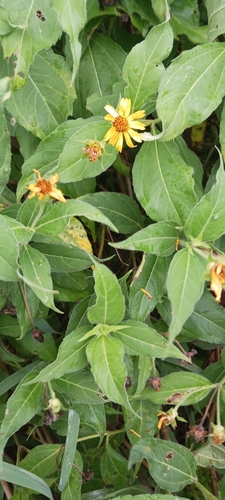 Image of Wedelia calycina by no rights reserved