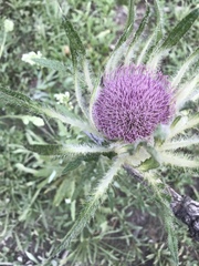 Cirsium scariosum