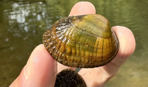 Lemiox rimosus (Rafinesque, 1831)