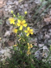 Hypericum lloydii