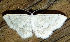 Idaea obfusaria