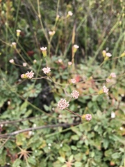 Eriogonum grande