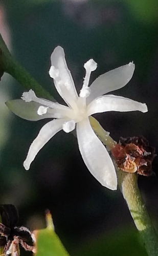 Smilax aspera: Herkunft und Verwendung — foto 5