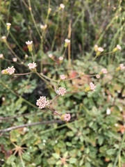 Eriogonum grande