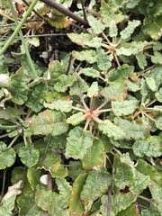 Eriogonum grande