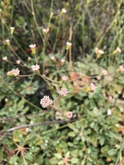 Eriogonum grande