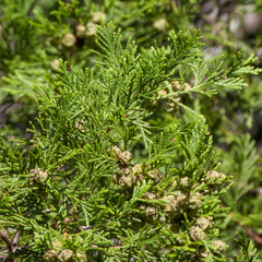 White Cedar (Chamaecyparis thyoides)