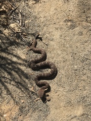 Crotalus ruber ruber
