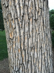 Fraxinus pennsylvanica