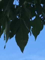 Fraxinus pennsylvanica