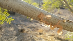 Chrysobothris octocola