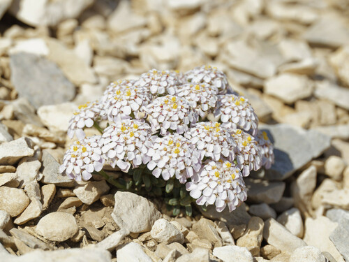Dauphine Candytuft (Iberis aurosica)