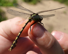 Ophiogomphus smithi