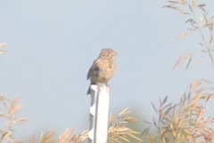 Pooecetes gramineus confinis