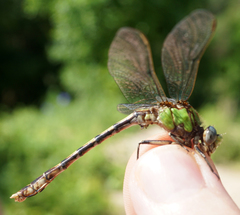 Ophiogomphus smithi
