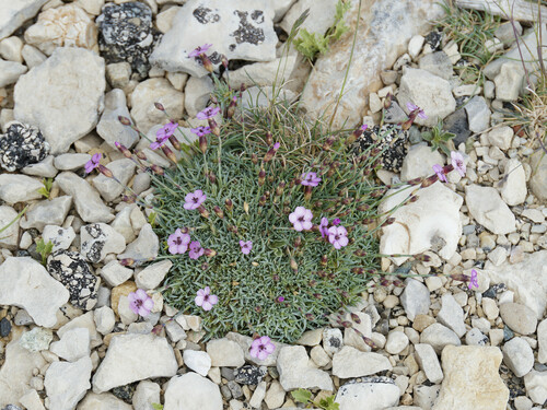 Short Pink (Dianthus subacaulis)