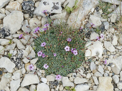 Dianthus subacaulis