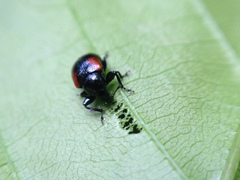 Synolabus bipustulatus
