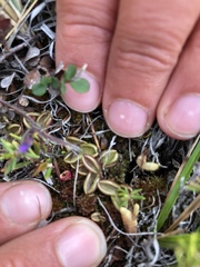 Pinguicula villosa