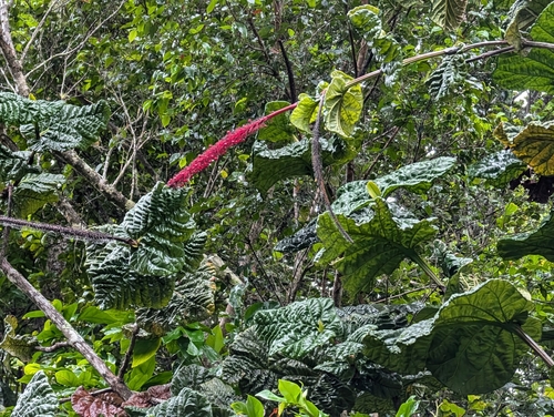 Image of Coccoloba rugosa by (c) Zac Peterson, some rights reserved (CC BY)