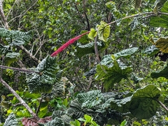 Coccoloba rugosa, photograph (c) Zac Peterson, some rights reserved (CC BY)