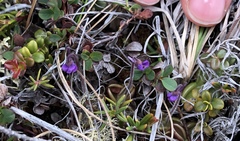 Pinguicula villosa
