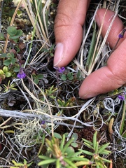 Pinguicula villosa
