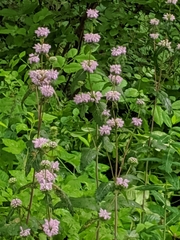Lamiaceae
