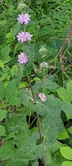 Lamiaceae