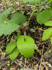Lamiaceae