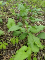 Lamiaceae