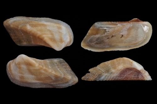 Four-sided Ark