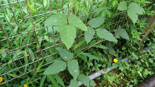 Neustanthus phaseoloides